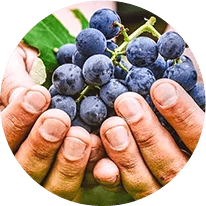 Resveratrol- Sync Ingredient